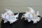 Branched Murex Sea Snail Shell Schelpdier - Chicoreus, Collections