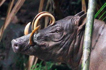 Sooka Interior - sculptuur, Sooka Interior - Babirusa Skull