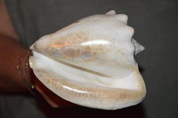Escargot de mer Coquillage marin - S-605 STROMBUS COSTATUS, Nieuw