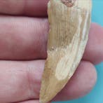 Dinosaurus - Fossiele tand - Carcharodontosaurus sp. - 43 mm, Verzamelen