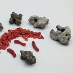 Bloedkoraal Koraal - Corallium rubrum (Zonder minimumprijs), Antiek en Kunst