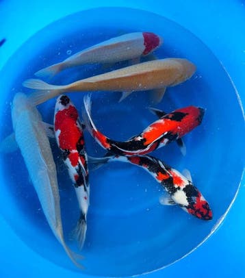 Hirasawa Marusei 45-55cm (Japanse Koi), Tuin en Terras, Ophalen of Verzenden, Nieuw