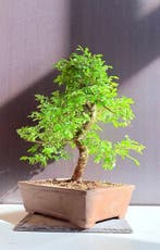 Japanse Zelkova - Hoogte (boom): 40 cm - Diepte (boom): 30, Antiek en Kunst