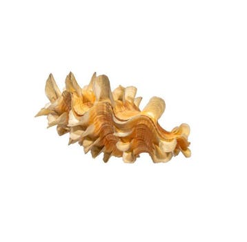 Exotische SchubbenRiesenmuschel (Tridacna squamosa) – 70 mm
