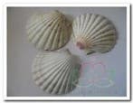 Pecten Maximus Jacobsschelp BOL Per stuk, Nieuw