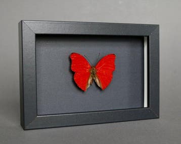 Vlinder Taxidermie volledige montage - Cymothoe sangaris -, Verzamelen, Nieuw