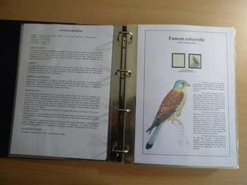België 2007 - Verzameling Buzin ( Torenvalk )op, Gestempeld