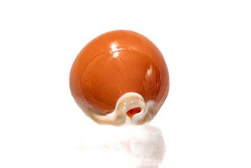>>> Escargot kauri doré et fiche de données complète  GEM