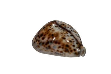Wolken-Tiger-Kauri: Cypraea tigris f. Wolkenpatroon (80 mm)