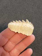 Requin - Dent fossile - Notidanidon Loozi - 4.5 cm, Collections