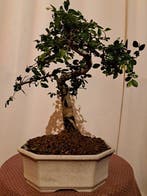 Chinese iep bonsai (Ulmus parviflora) - Hoogte (boom): 30 cm
