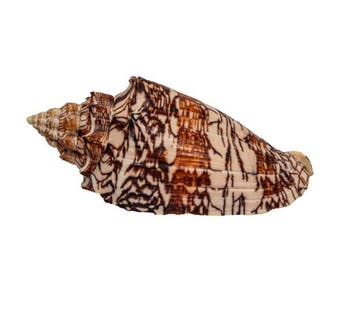 Coquille spiralée exclusive pour collectionneurs : Voluta