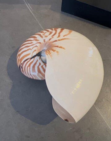 Nautilus Pantser - Nautilus pompilius - 16 cm - 13 cm - 8 cm, Nieuw