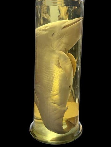 Dolfijn Taxidermie volledige montage - Tursiops truncatus -, Verzamelen, Nieuw
