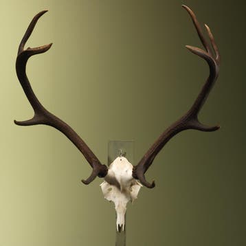 Edelhert Gewei Taxidermie Opgezette Dieren By Max, Ophalen of Verzenden, Nieuw, Wild dier, Opgezet dier