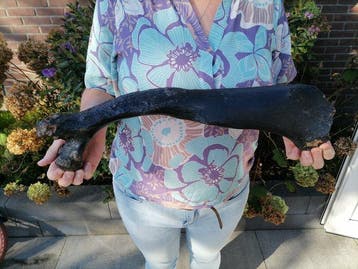 Wolharige mammoet - Fossiele rib - Mammuthus primigenius