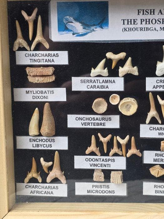 Vitrine met een verzameling authentieke fossiele tanden uit, Verzamelen, Mineralen en Fossielen