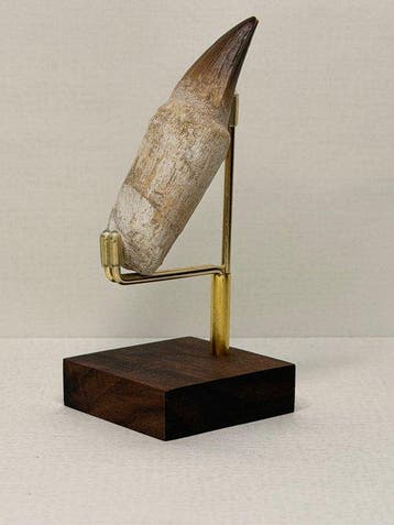 Mosasaure - Dents fossiles - 9 cm - 3 cm (Sans prix de, Collections, Minéraux & Fossiles
