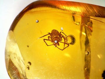 Spin (Arachnida) Birmaanse amber - Barnsteen - 0.6 cm - 1.1