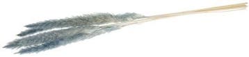 Pampas Grass Jaxx Mint Groen 65-75 cm 6 stuks, Nieuw
