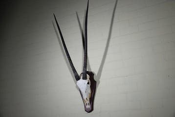 impala Crâne - oryx - 38 cm - 120 cm - 48 cm- non-CITES