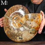 Prachtig !!! - Grote fossiele ammoniet Cleoniceras –