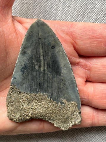 Megalodon-tand 7,7 cm - Fossiele tand - Carcharocles