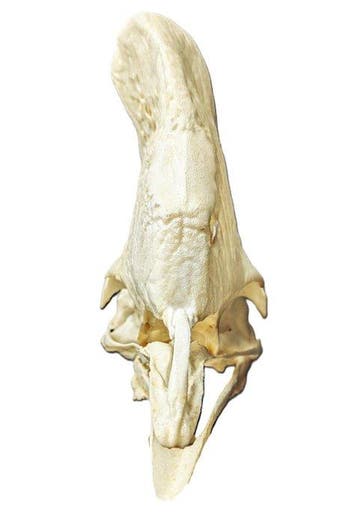 Zuidelijke kasuaris Schedel - (Casuarius casuarius) - Museum