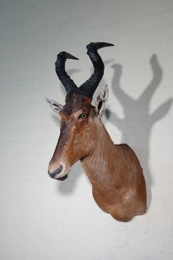 Hartenbeest Schedel - Alcelaphus buselaphus - 70 cm - 95 cm, Nieuw