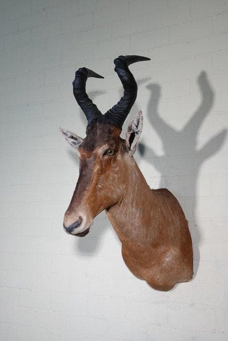 Hartenbeest Schedel - Alcelaphus buselaphus - 70 cm - 95 cm, Verzamelen, Dierenverzamelingen