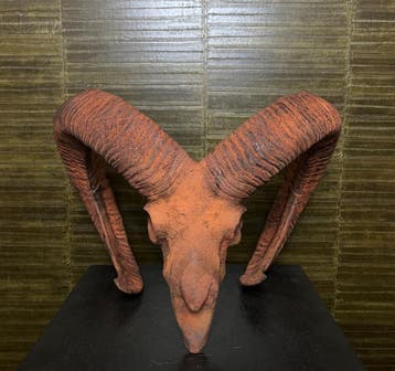 Moeflon Schedel Taxidermie Opgezette Dieren By Max, Ophalen of Verzenden, Nieuw, Wild dier, Opgezet dier