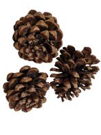 Dennenappels Pinus Pinea Naturel 50 stuks, Nieuw