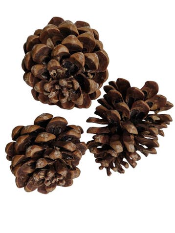 Dennenappels Pinus Pinea Naturel 50 stuks, Nieuw