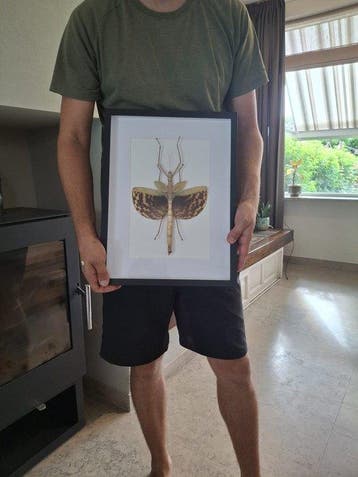 Insekt Taxidermie wandmontage - Phasma gigas - 30 cm - 40 cm, Nieuw