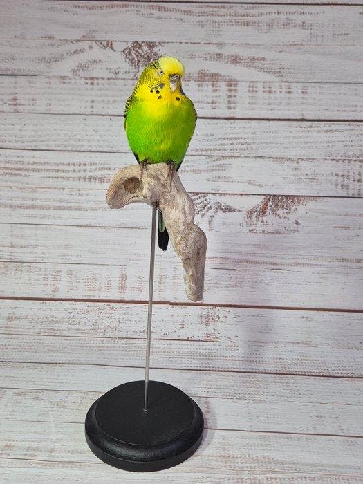 Grasparkiet Taxidermie volledige montage - Melopsittacus, Collections, Collections Animaux