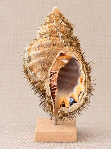 Gastropode Zeeschelp - Monoplex parthenopeus (Zonder