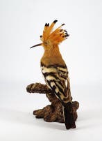 Upupa Support de corps entier pour taxidermie - Upupa epops, Collections