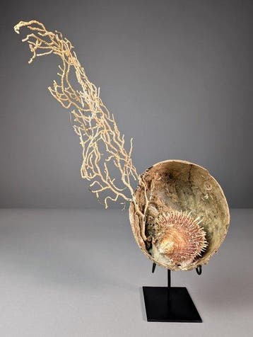 Witte gorgoniakoralencompositie met Spondylusschelp in een, Verzamelen, Nieuw