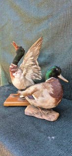 Wilde eend - Taxidermie wandmontage - Anas platyrhynchos -