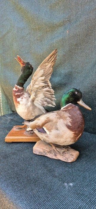 Wilde eend - Taxidermie wandmontage - Anas platyrhynchos -, Collections, Collections Animaux
