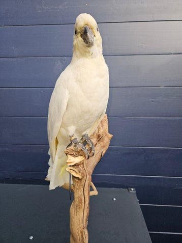 Hele mooie prachtige nieuw opgezette grote geelkuif kakatoe, Nieuw