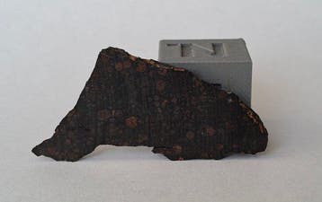 NWA 16594 Chondrite carbonée CV3 sans prix de réserve -