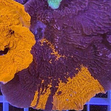 Crafted Montipora Blauw / Rood Frag (Ong. 2-3 cm)