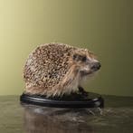 Egel Taxidermie Opgezette Dieren By Max, Ophalen of Verzenden, Nieuw, Wild dier, Opgezet dier