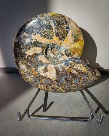 Ammonite - Coquillage fossilisé - 190 mm - 170 mm, Collections, Minéraux & Fossiles