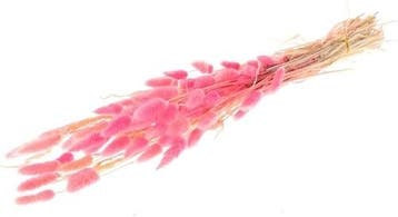 Lagurus ovatus pluimgras graspluimen in hoes cerise 60 cm 50, Huis en Inrichting, Nieuw