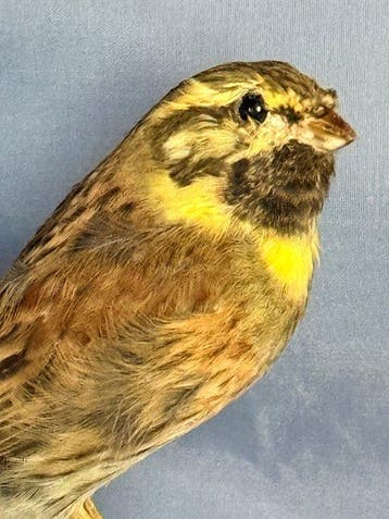Zigolo nero Taxidermie volledige montage - Emberiza cirlus, Verzamelen, Nieuw