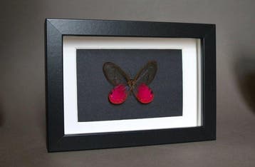 Vlinder Taxidermie volledige montage - Cithaeria aurinora -, Antiek en Kunst