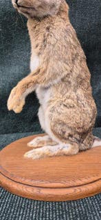 Boskonijn Taxidermie wandmontage - Oryctolagus cuniculus -, Nieuw
