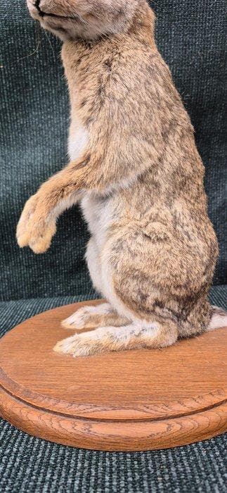 Boskonijn Taxidermie wandmontage - Oryctolagus cuniculus -, Verzamelen, Dierenverzamelingen